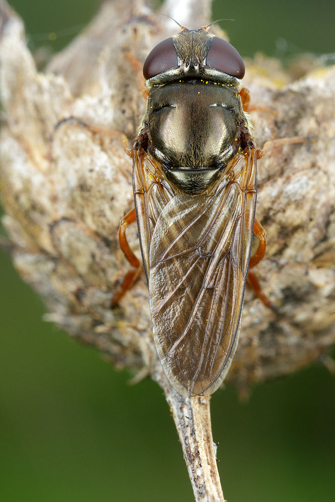 Cheilosia_flavipes2.jpg