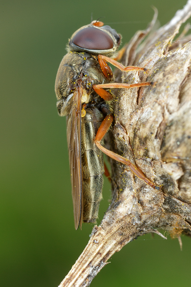 Cheilosia_flavipes1.jpg