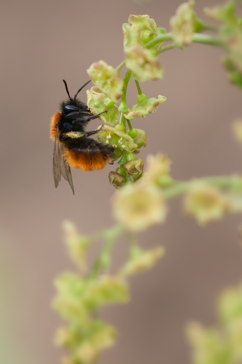wildbiene-Osmia-cornuta.jpg