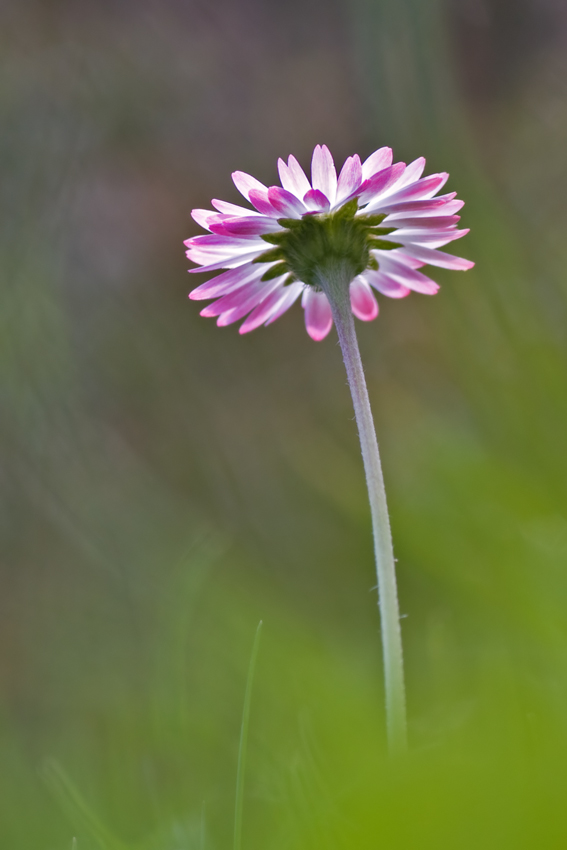 Gänseblümchen2_1.jpg