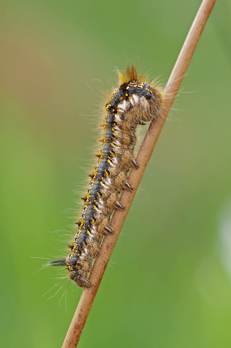 Grasglucke.jpg