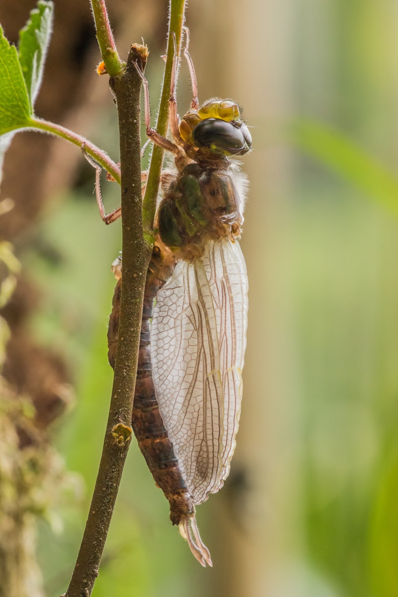 brachytron pratense-2.jpg