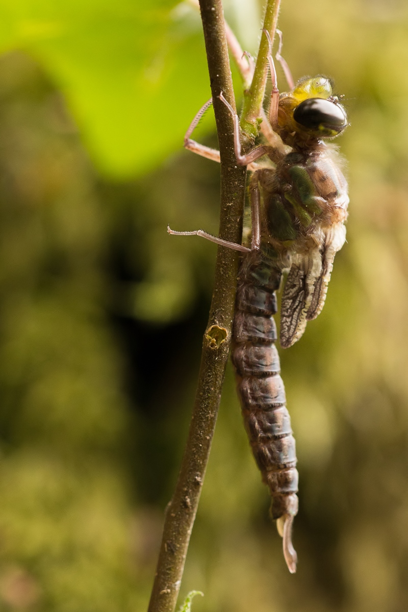 brachytron pratense2.jpg