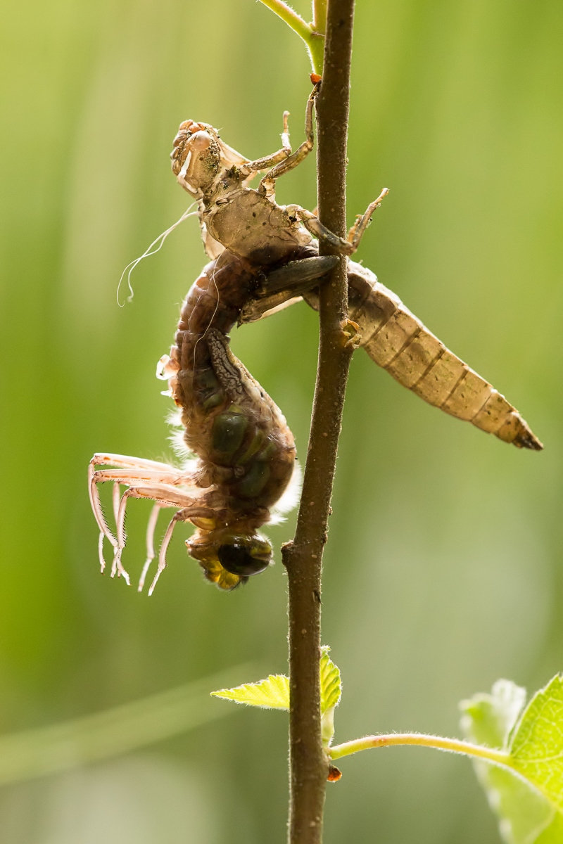 brachytron pratense.jpg