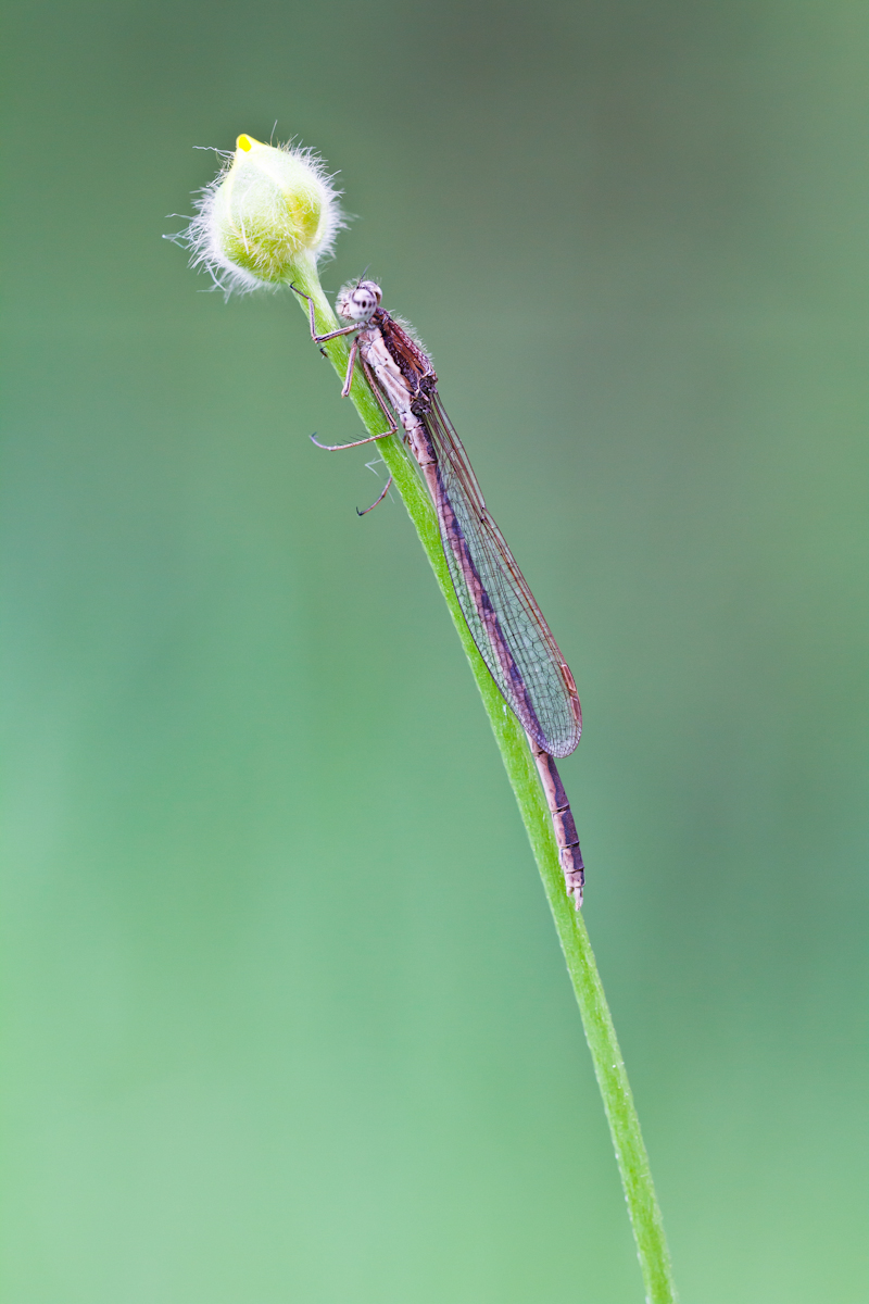 Gemeine Winterlibelle-3051.jpg