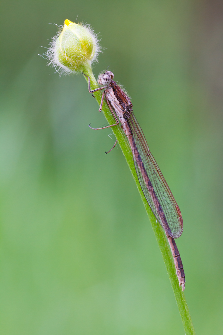 Gemeine Winterlibelle-3055-3.jpg