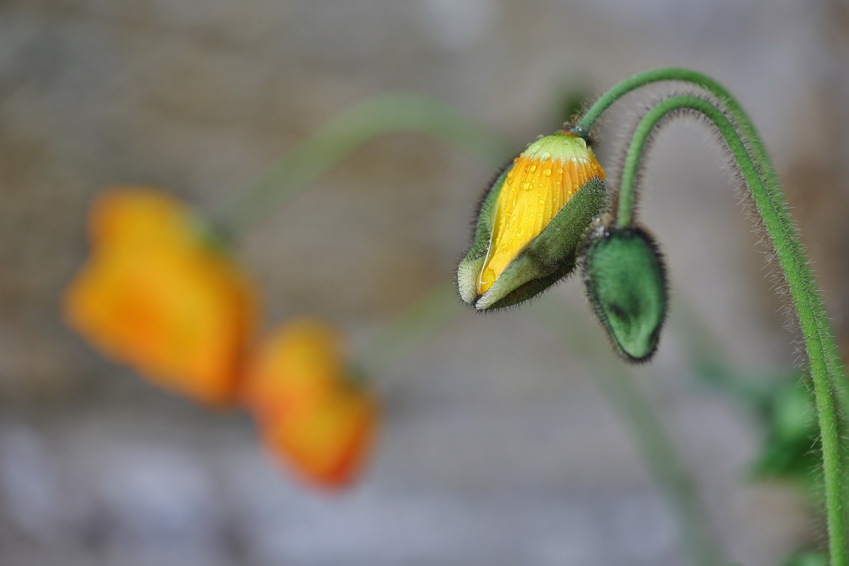 Mohnblüten.JPG