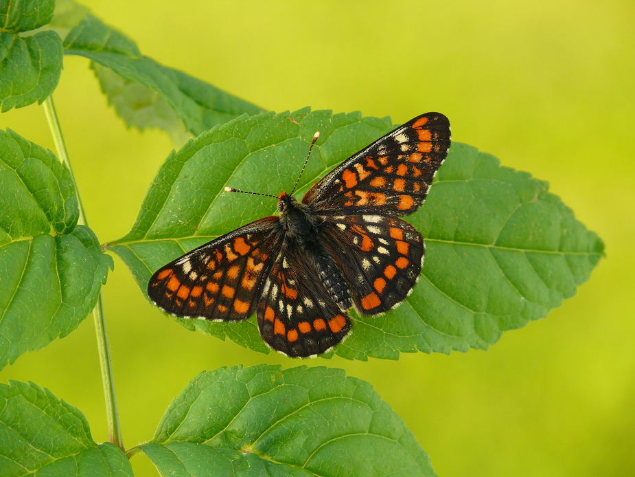 dryas_maturna__maivogel__92__passig_gemacht.jpg
