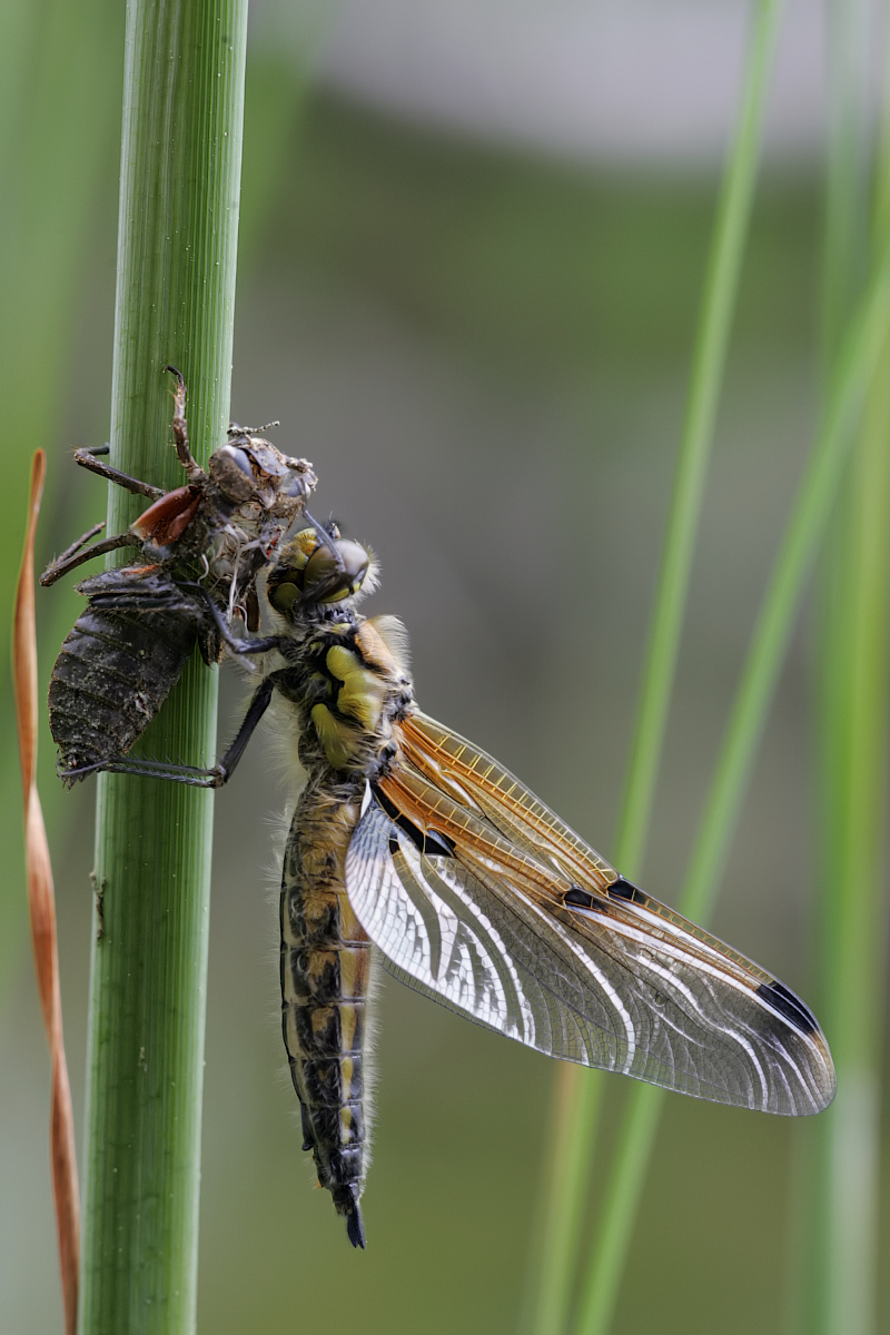 IQ3M9869_2013-05-25_09-41_Vierfleck-Weibchen.JPG