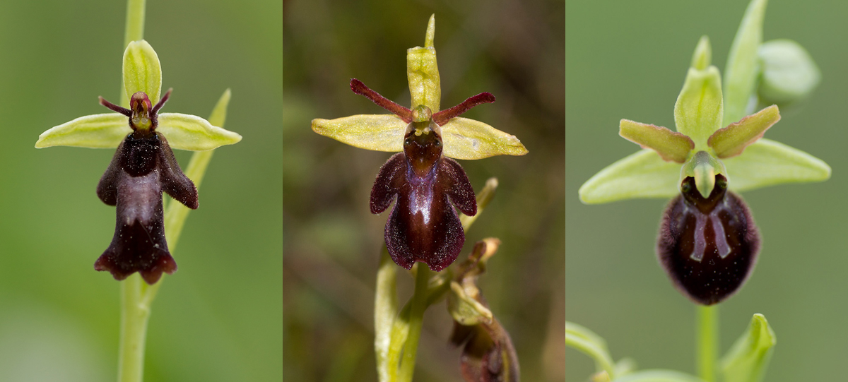 insectiferaXsphegodes.jpg