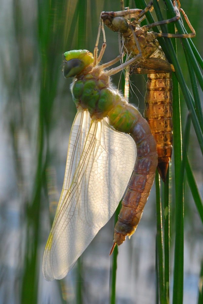 DSC_8725 - Kopie.JPG