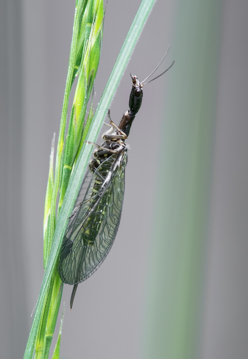 kamel1 (1 von 1).jpg