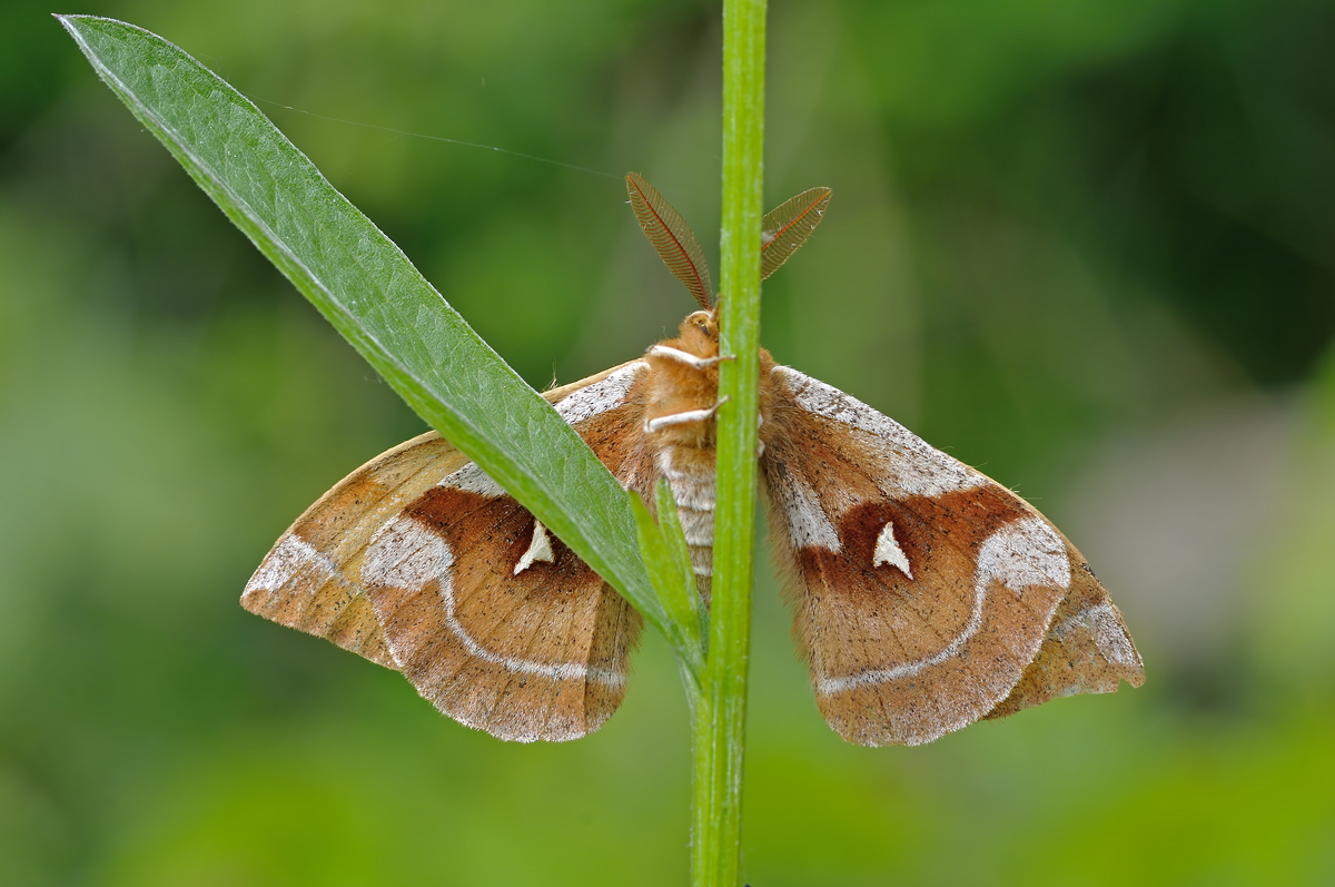DSC_6895_bel_sz_sätt.jpg