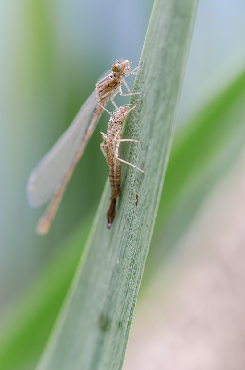 DSC_0087-1_filtered-1200.jpg