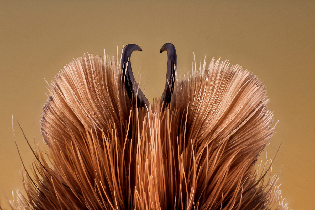 Psalmopoeus pulcher, Tarsalkrallen  (1 von 1)-3.JPG
