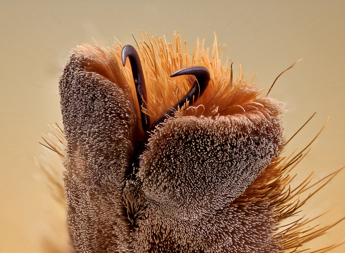 Psalmopoeus pulcher, Tarsalkrallen (1 von 1).JPG