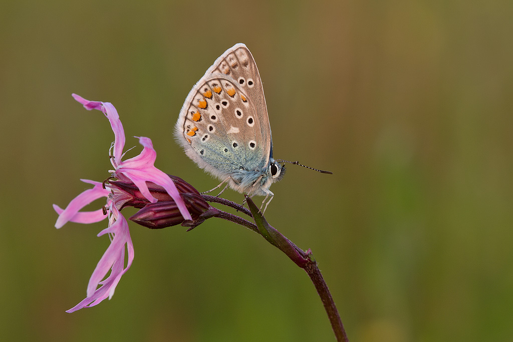 IMG_8300 icarusblauwtje.jpg