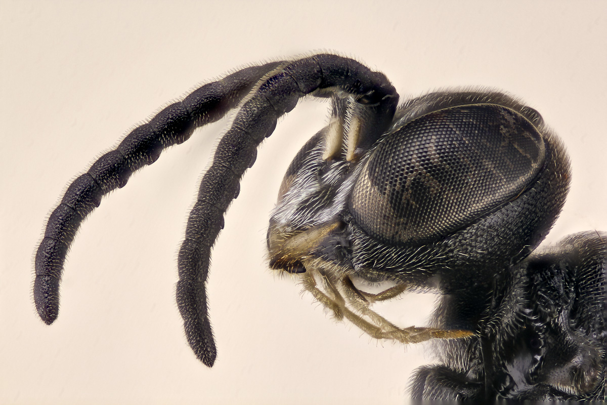 Wespe klein (1 von 1).JPG