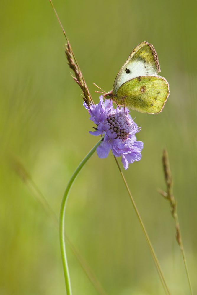 20130612_3147-gelbling.jpg