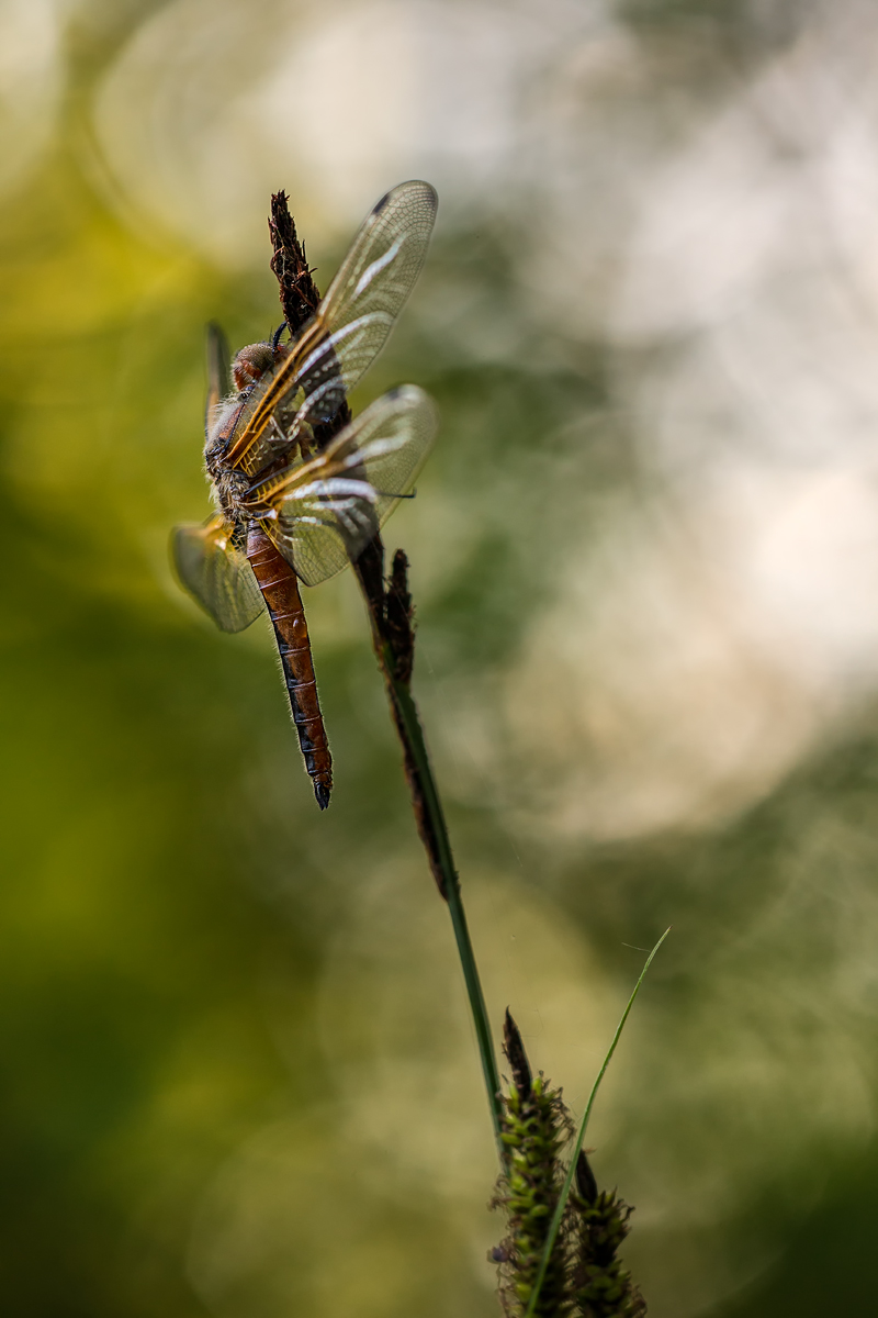 F25G0383-Bearbeitet.jpg
