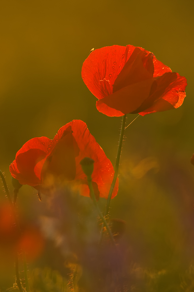 DSC00297vkcs+++.jpg