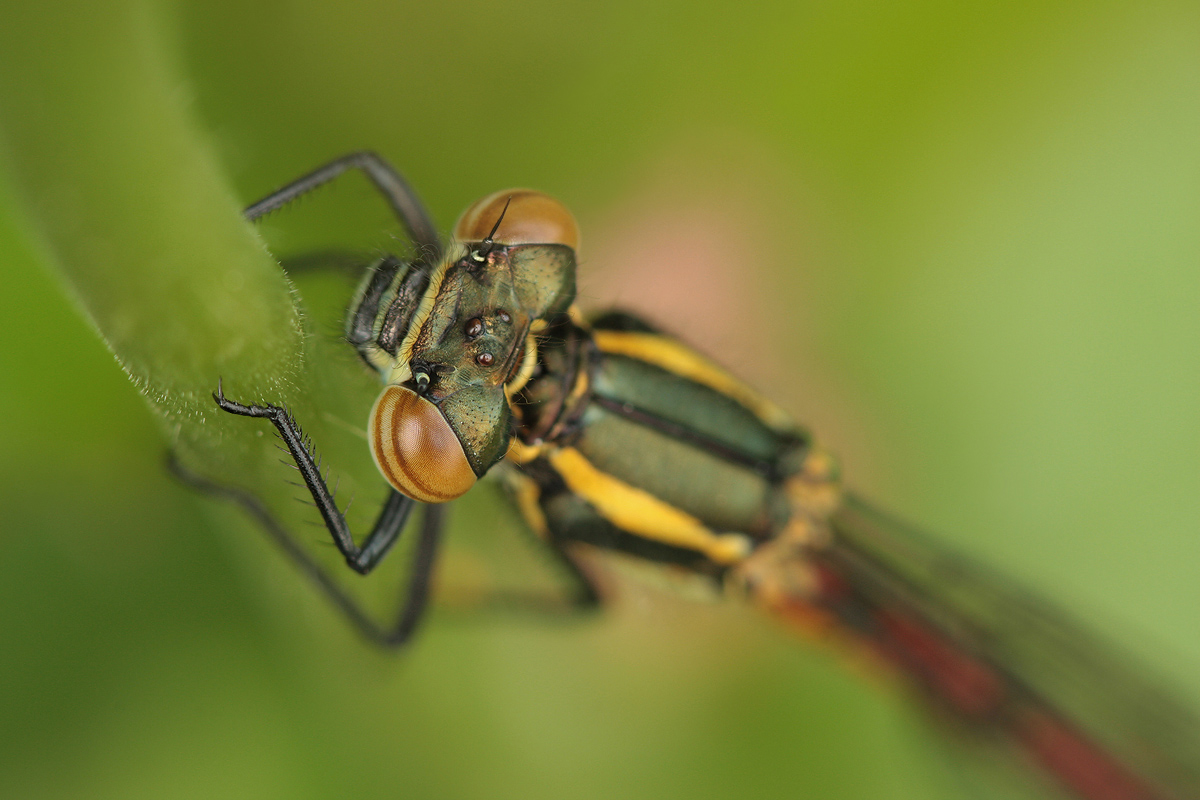 Pyrrhosoma nymphula_w_IMG_2725b.jpg