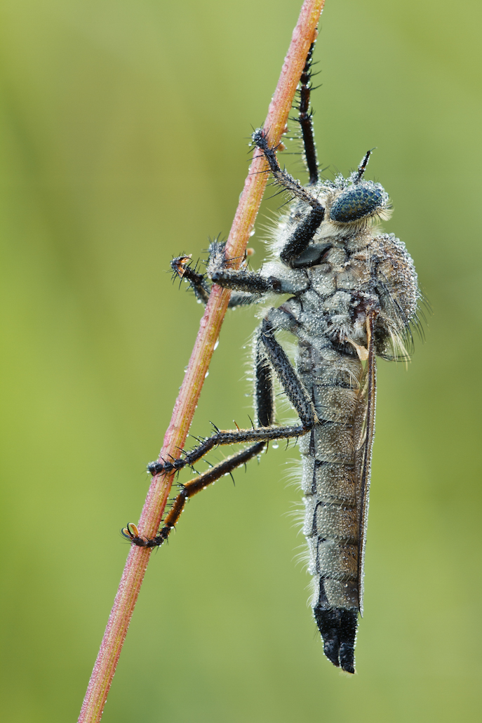 Raubfliege-5359.jpg