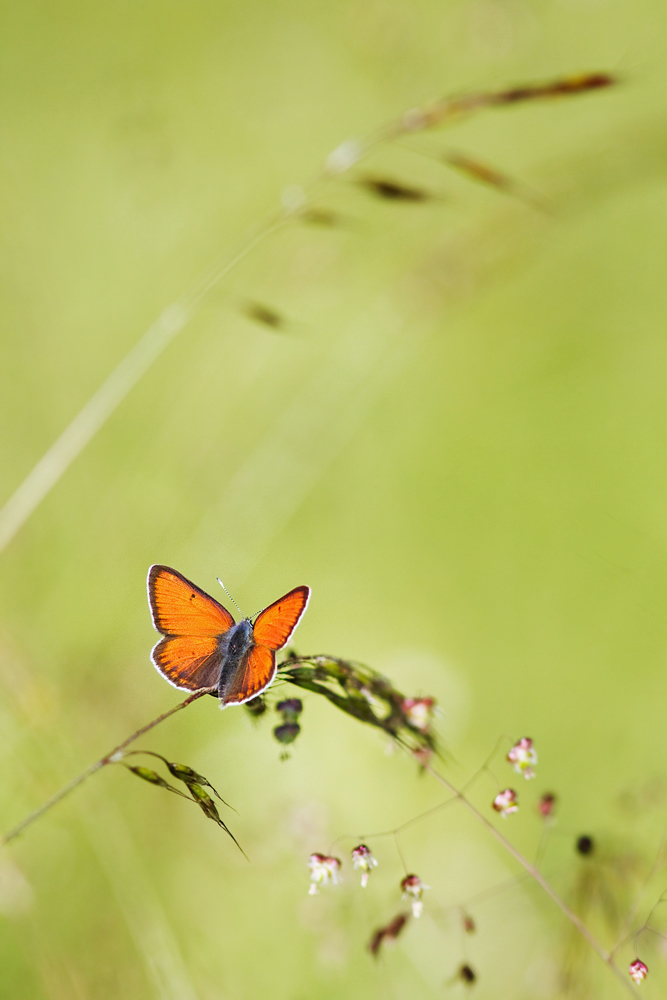 20130708_4247-lilagold2.jpg