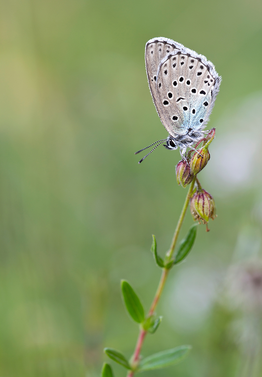 Thymian-AmeisenbläulingaW.jpg