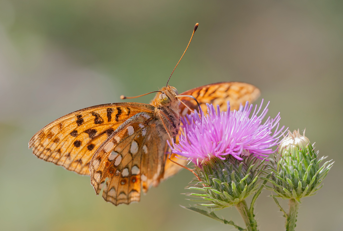 Argynnis_adippe-Feuriger_Perlmuttfalter_6P4V7654mf.jpg