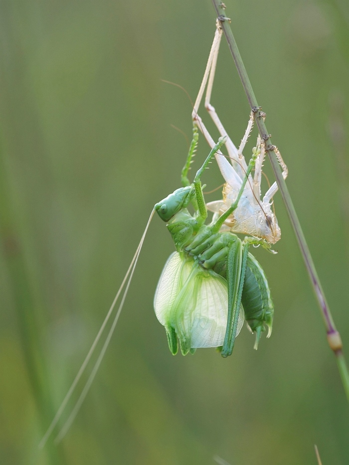 Dragonbirth  iso 400  f 3.2  60tel   12.07.13  größer_filtered_ji.jpg