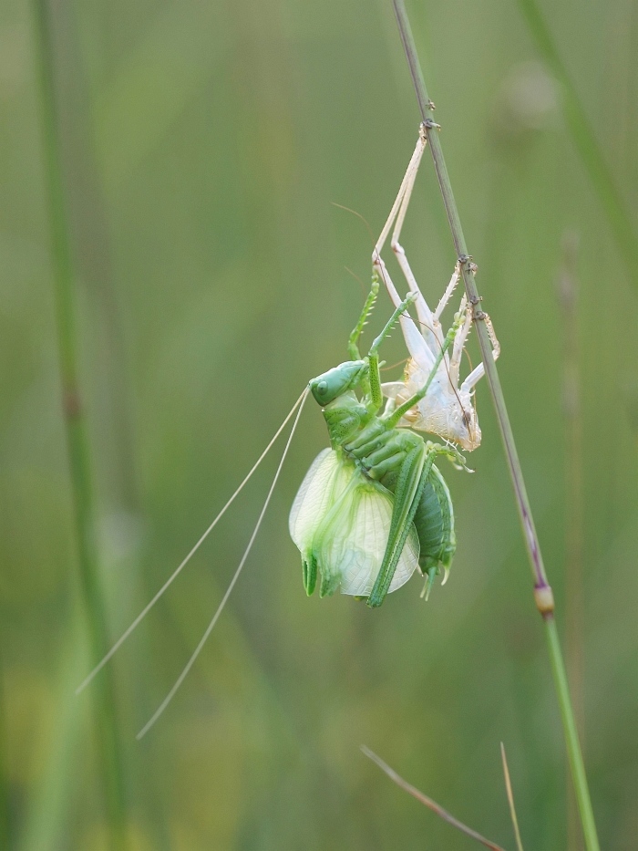 Dragonbirth  iso 400  f 3.2  60tel Juli 13_filtered_ji.jpg