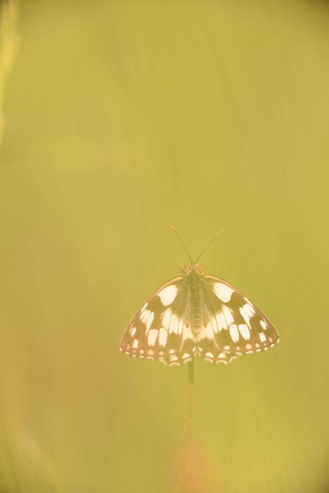 DSC_3297-1.jpg