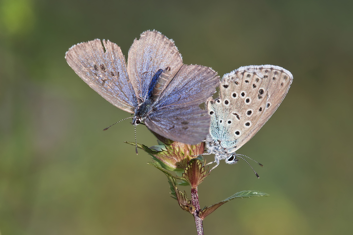 blau-IMG_6430.jpg