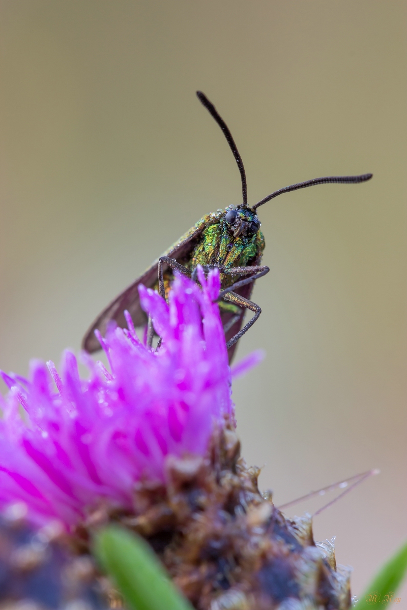 comp_1Widderchen-6763.jpg