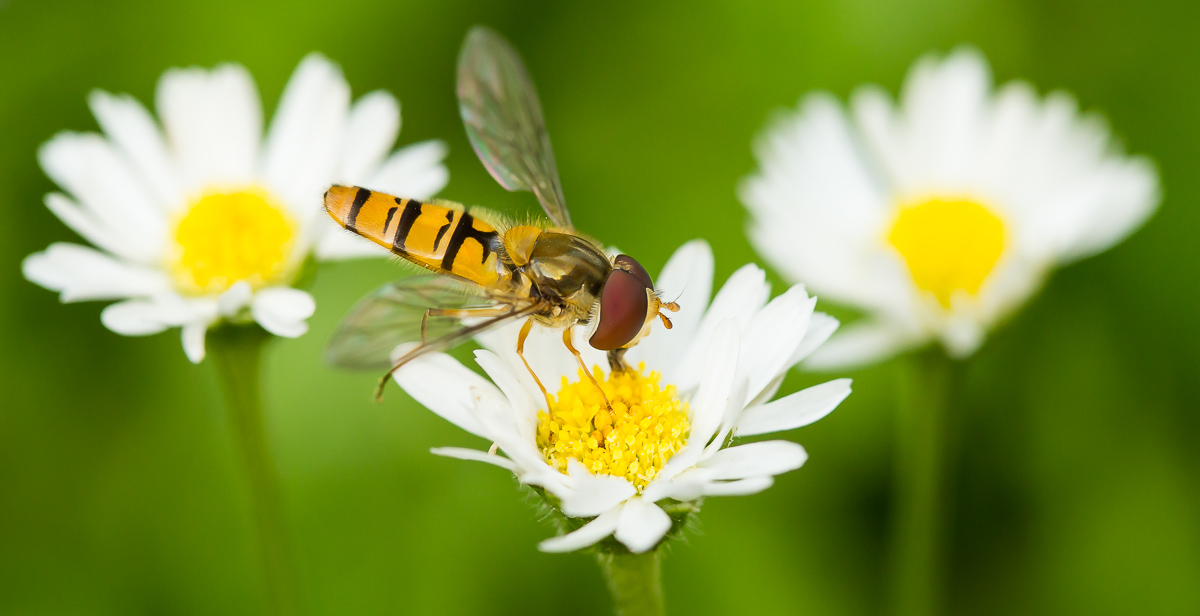 20130723 SC 4843 1200px pano.jpg