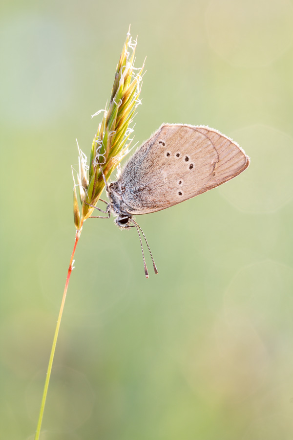 rotkleeblaeuling_christian_naumann_naturphotos-net.jpg