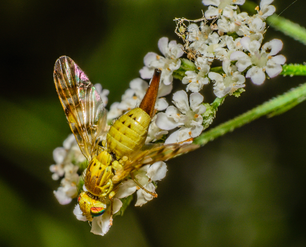 20130724-_AAD7516-2.jpg