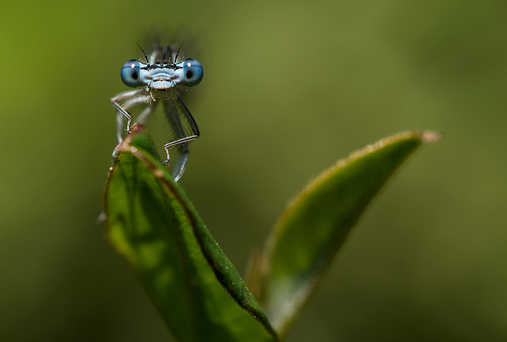 DSC_1334k.jpg