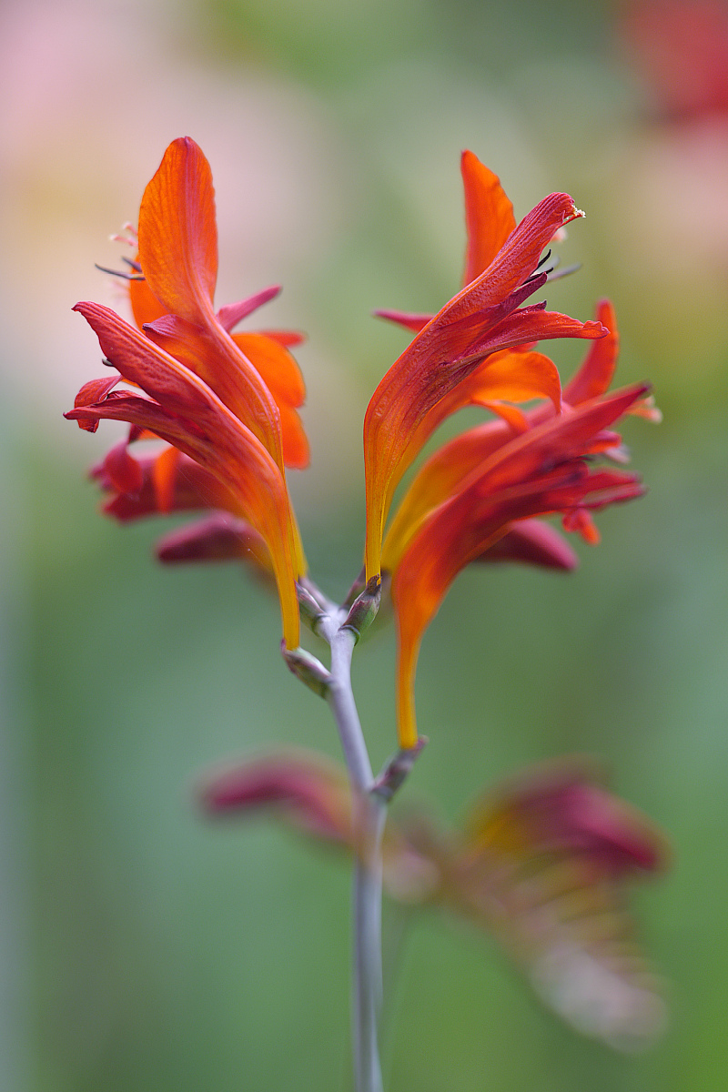 P1120430_2013-07-26_17-58_Garten-Montbretie_Crocosmia-×-crocosmiiflora_Sigma150_2-8_Stativ_Fernausloeser_bedeckt_Kontrast_geschaerft_kein-beschnitt.JPG