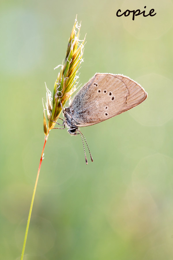 rotkleeblaeuling_christian_naumann_naturphotos_net_194 Kopie.jpg