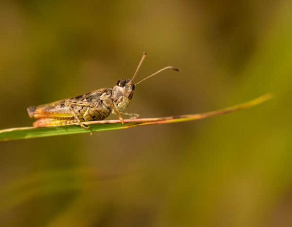 20130626-20130626-_AAD4815-2.jpg