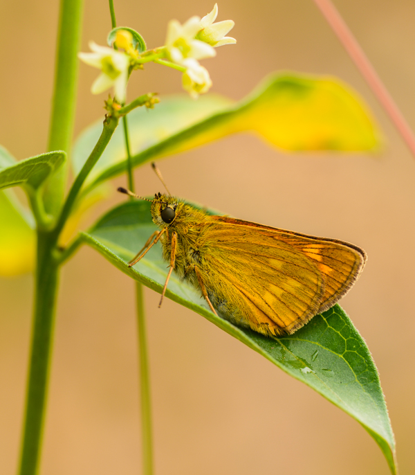 20130623-20130623-_AAD4750-2.jpg