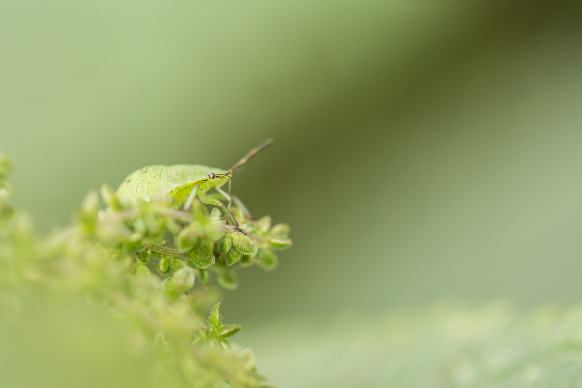 20130724 SC 4879 1200px.jpg