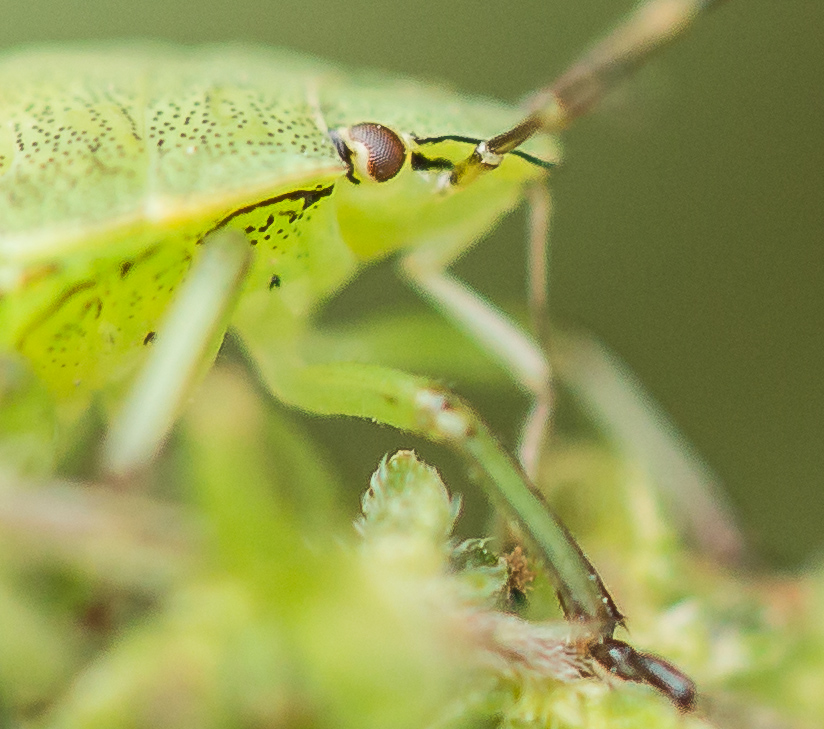 20130724 SC 4879 Original Crop.jpg