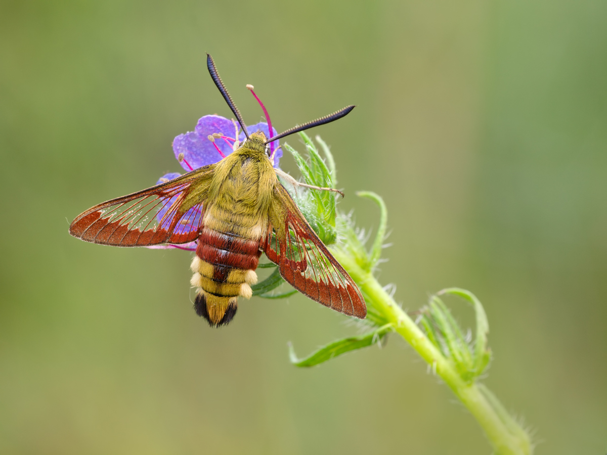 Hemaris-fuciformis-OG308421.jpg