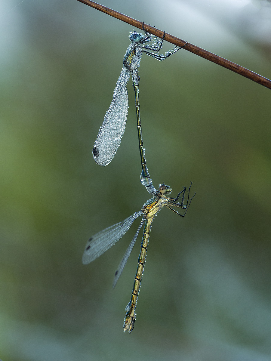 Lestes Sponsa 3.jpg