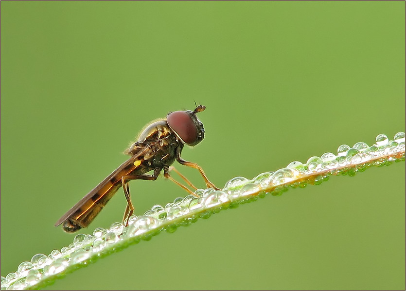 Schwebfliege87a.jpg