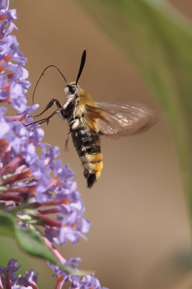 Hemaris-tityus-OG277957.jpg