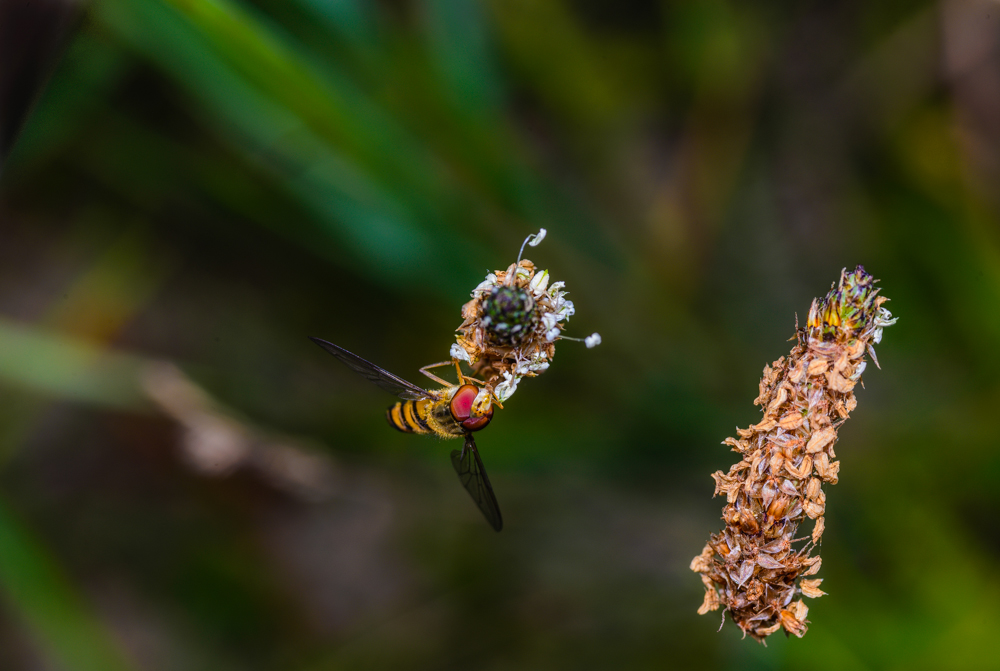 20130719-_AAD7307-4.jpg